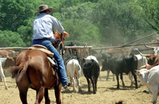 USA-New Mexico-Gila Wilderness Working Ranch